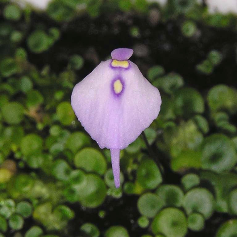 Utricularia Pubescens