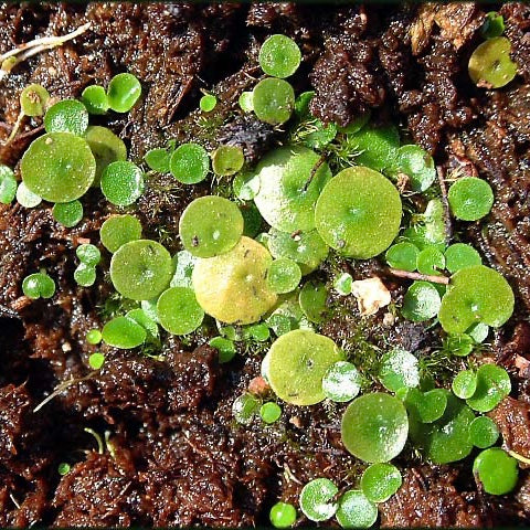 Utricularia Pubescens