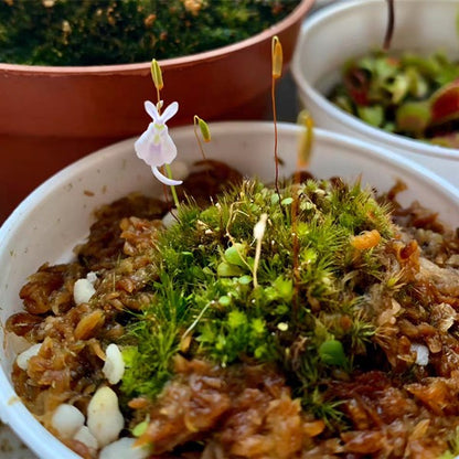 Sanderson's Bladderwort ( Utricularia sandersonii )