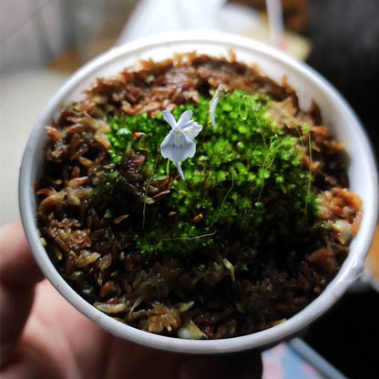 Sanderson's Bladderwort ( Utricularia sandersonii )