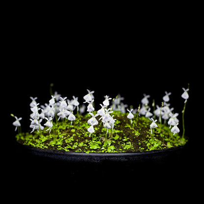 Sanderson's Bladderwort ( Utricularia sandersonii )