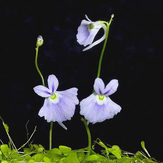 Sanderson's Bladderwort ( Utricularia sandersonii ' Blue ' )