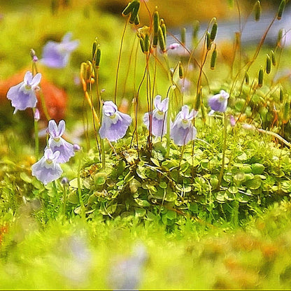 Sanderson's Bladderwort ( Utricularia sandersonii ' Blue ' )