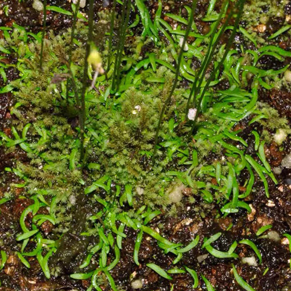 Utricularia Scandens subsp. Firmula