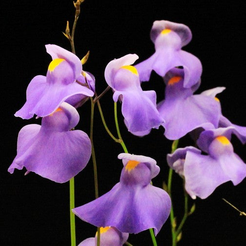 Utricularia tricolor