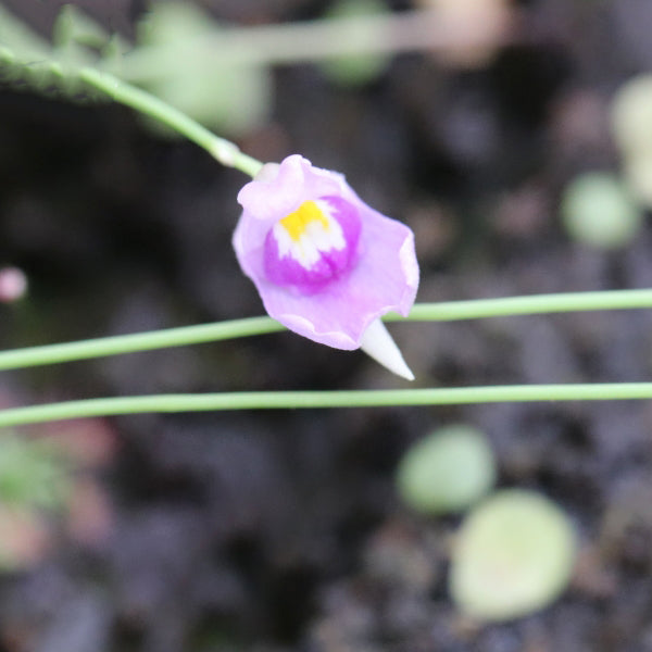 Utricularia tricolor