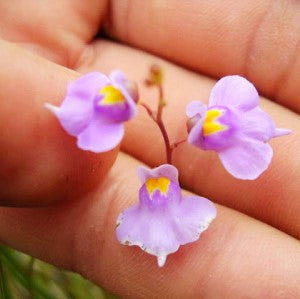 Utricularia tricolor