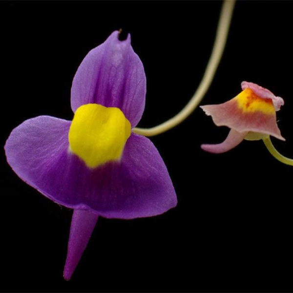 Utricularia welwitschii