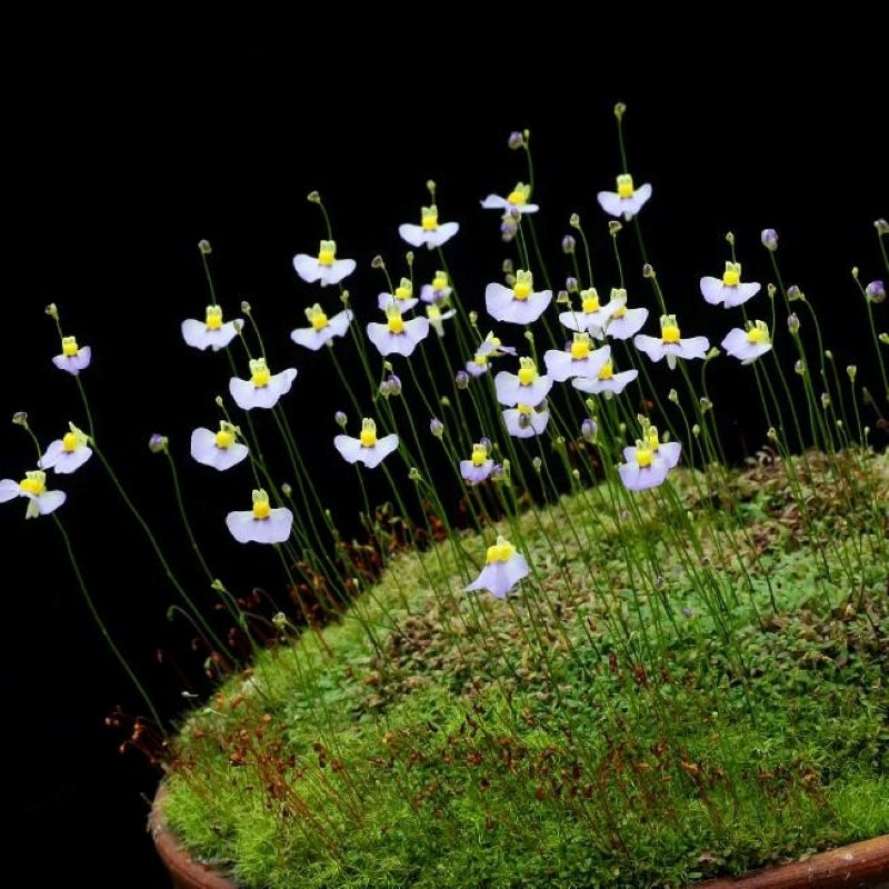 Utricularia bisquamata (Bladderwort)