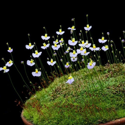 Utricularia bisquamata (Bladderwort)