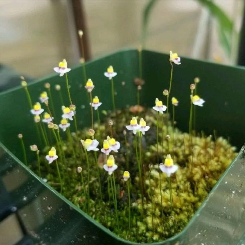 Utricularia bisquamata (Bladderwort)