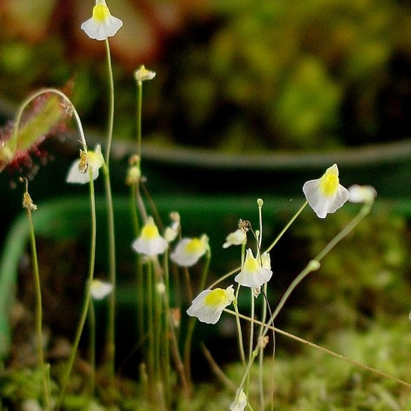 Utricularia bisquamata (Bladderwort)
