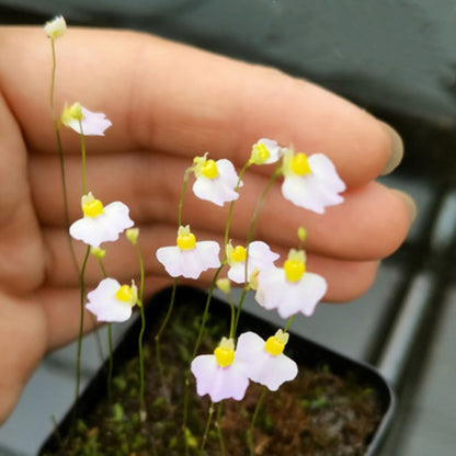 Bladderwort opens wide