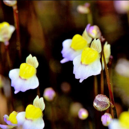 Utricularia bisquamata (Bladderwort)