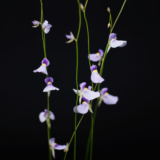 Utricularia blanchetii