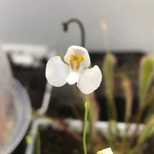 Utricularia Nephrophylla