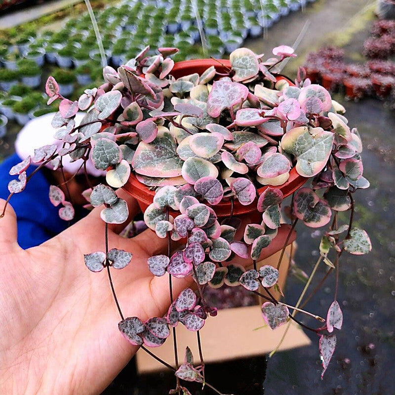 String of Hearts (Ceropegia woodii varieg)