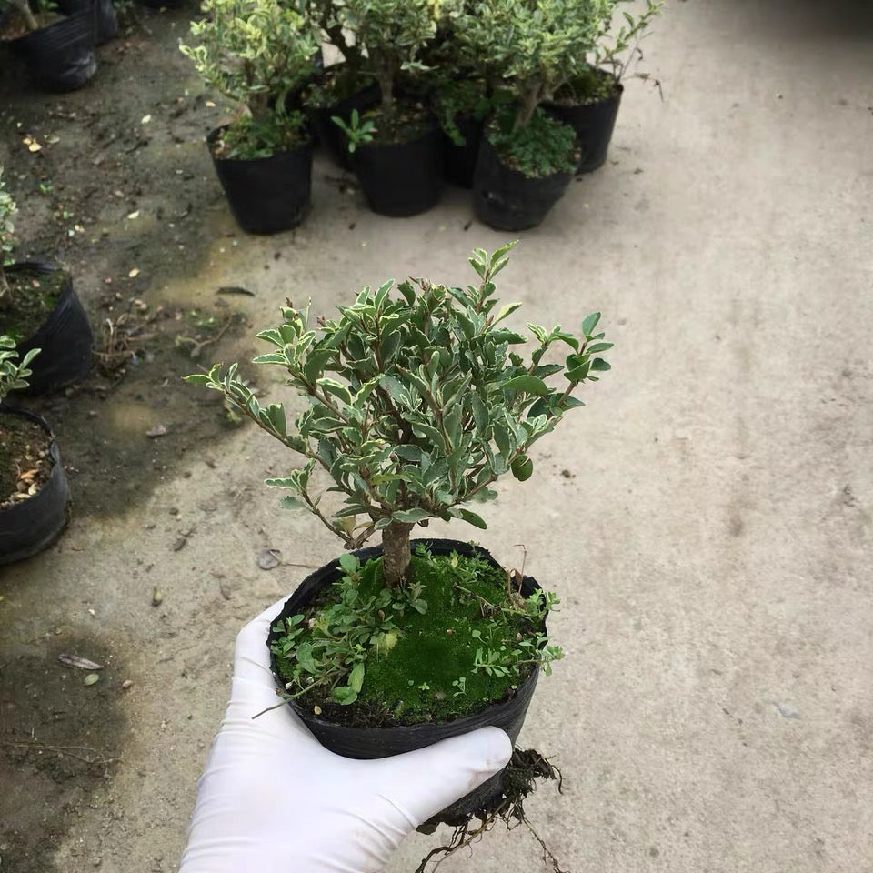 ligustrum bonsai tree Variegated Privet Bonsai (Ligustrum sinense 'Variegata') for Sale