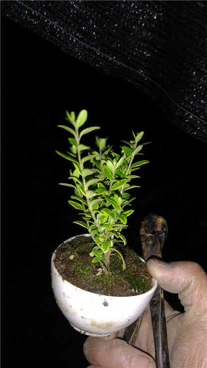 ligustrum bonsai tree privet Variegated Privet Bonsai (Ligustrum sinense 'Variegata') for Sale