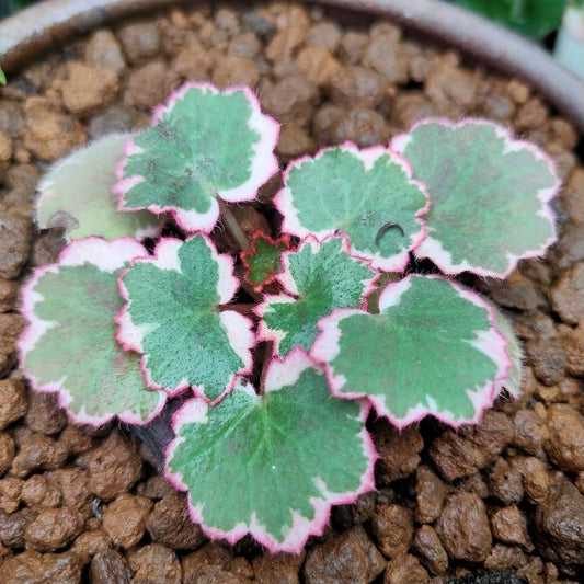 Variegated Strawberry Begonia ( Saxifraga stolonifera Var. )