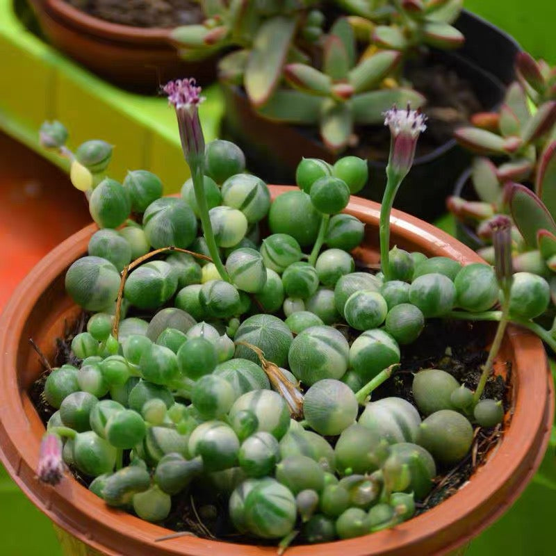 variegated string of pearls ( Senecio rowleyanus Var. )