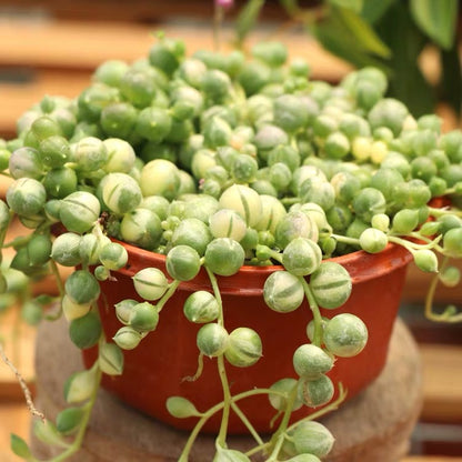 variegated string of pearls ( Senecio rowleyanus Var. )