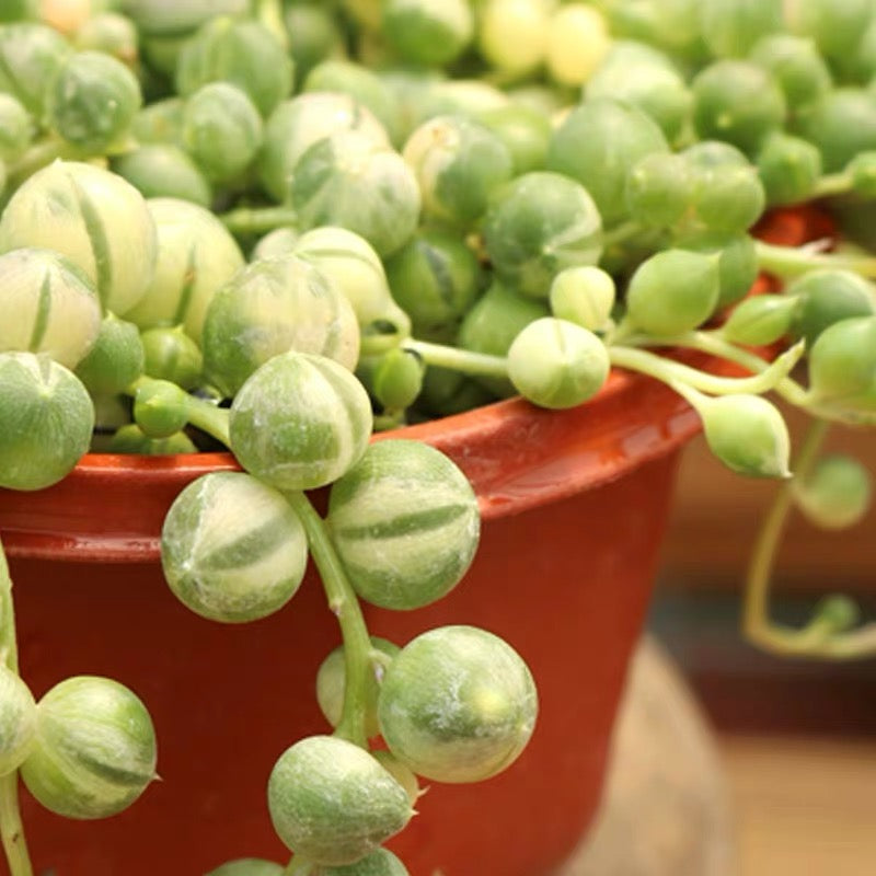 variegated string of pearls ( Senecio rowleyanus Var. )