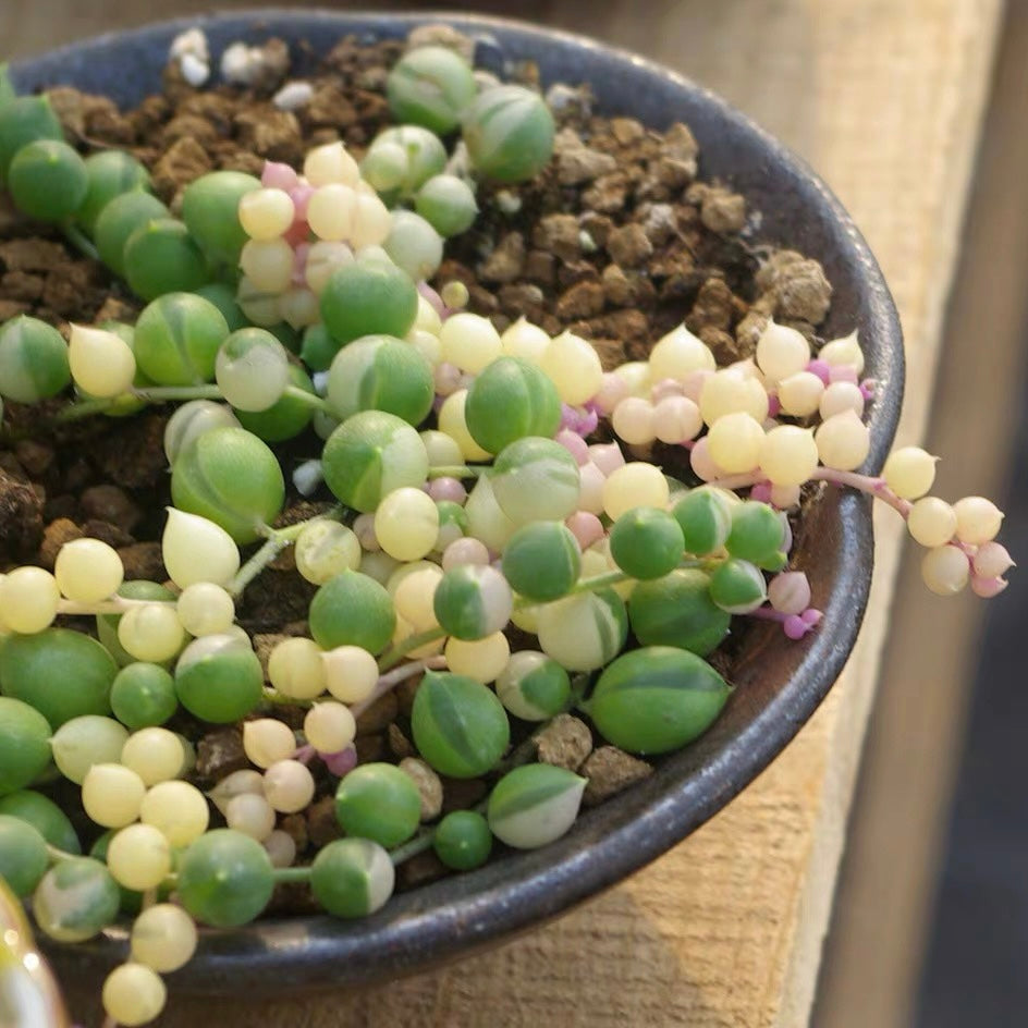 variegated string of pearls ( Senecio rowleyanus Var. )