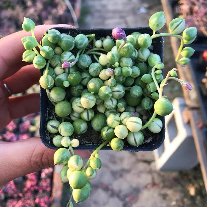 variegated string of pearls ( Senecio rowleyanus Var. )