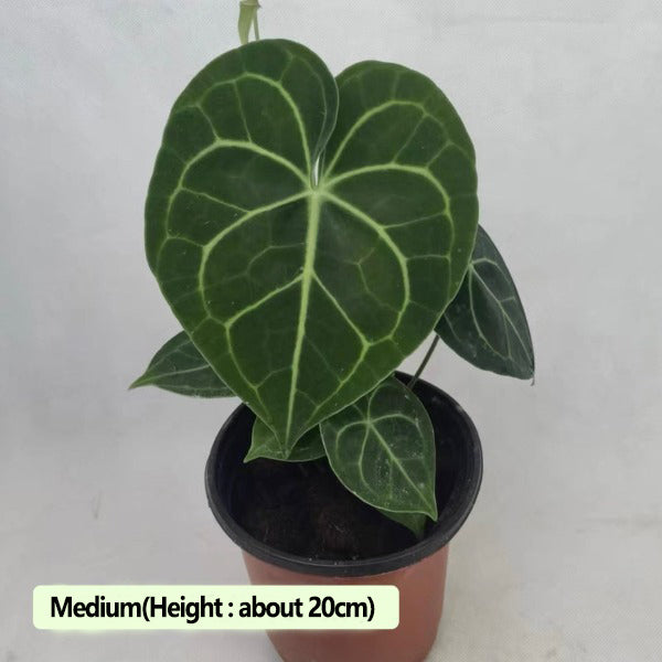 Velvet Cardboard Anthurium ( Anthurium clarinervium )
