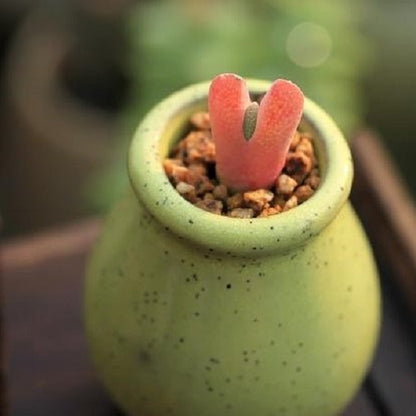 Victory Plant (Cheiridopsis vanzylii)