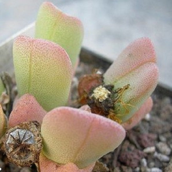 Victory Plant (Cheiridopsis vanzylii)