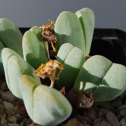Victory Plant (Cheiridopsis vanzylii)