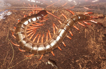 Vietnam Giant Orange Legs Centipede (Scolopendra dehaani)