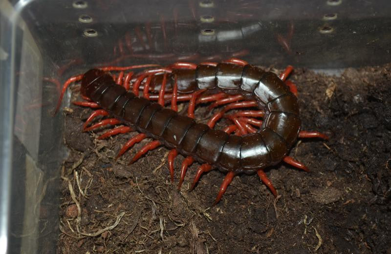 Vietnam Giant  Red Legs Centipede (Scolopendra dehaani)