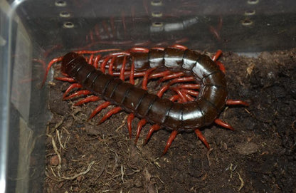 Vietnam Giant  Red Legs Centipede (Scolopendra dehaani)