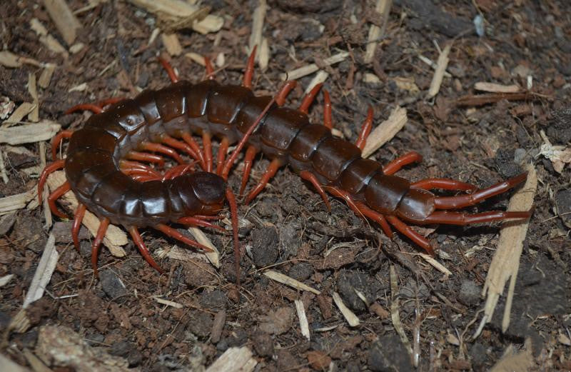 Vietnam Giant  Red Legs Centipede (Scolopendra dehaani)