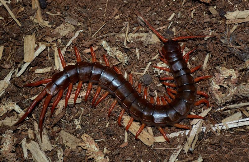 Vietnam Giant  Red Legs Centipede (Scolopendra dehaani)