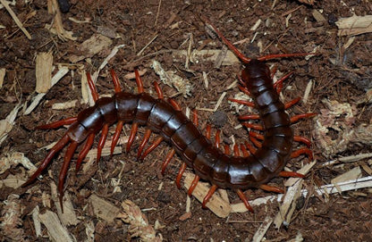 Vietnam Giant  Red Legs Centipede (Scolopendra dehaani)
