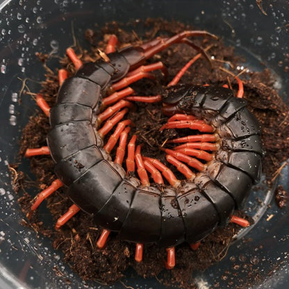 Vietnam Giant  Red Legs Centipede (Scolopendra dehaani)