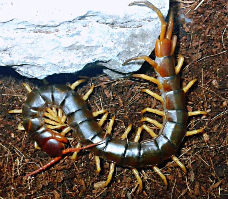 Vietnam Giant Yellow Legs Centipede (Scolopendra dehaani)