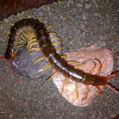 Vietnam Giant Yellow Legs Centipede (Scolopendra dehaani)