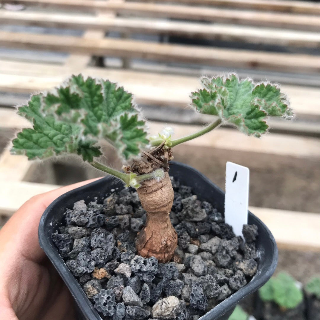 Vine-leaved pelargonium ( Pelargonium lobatum )