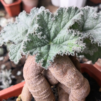 Vine-leaved pelargonium ( Pelargonium lobatum )