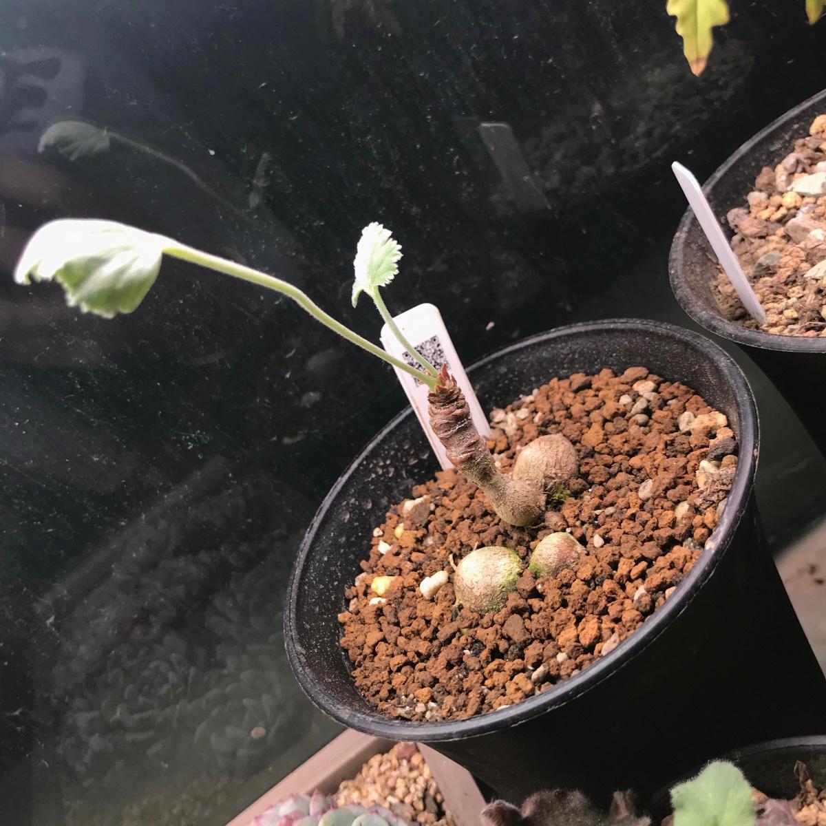 Vine-leaved pelargonium ( Pelargonium lobatum )