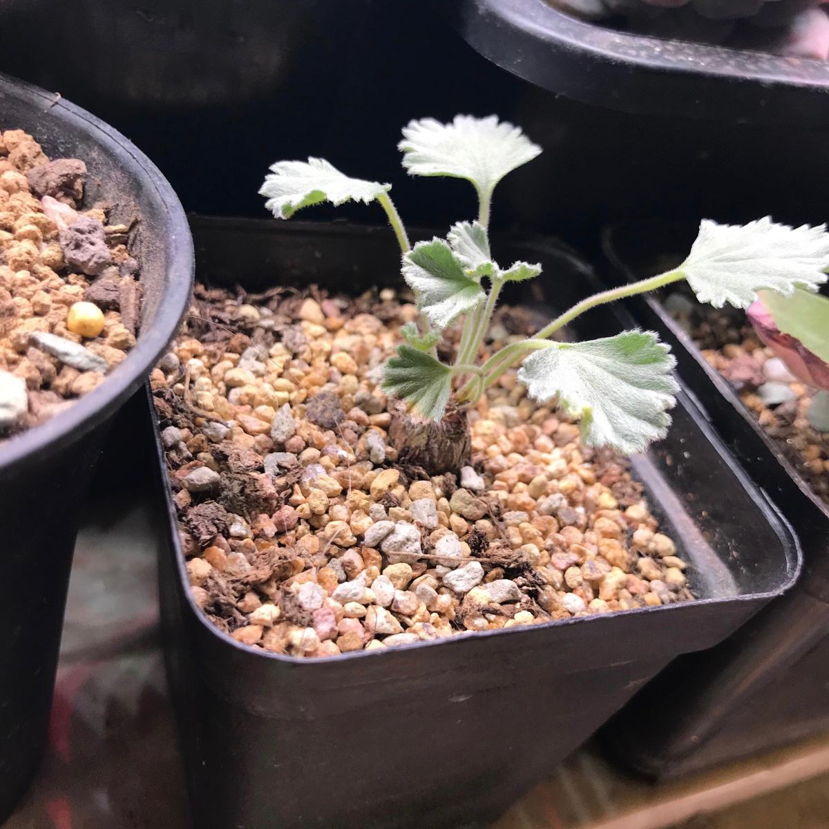 Vine-leaved pelargonium ( Pelargonium lobatum )