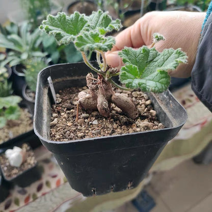 Vine-leaved pelargonium ( Pelargonium lobatum )