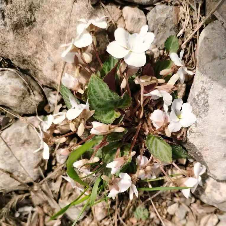 Viola hancockiiis