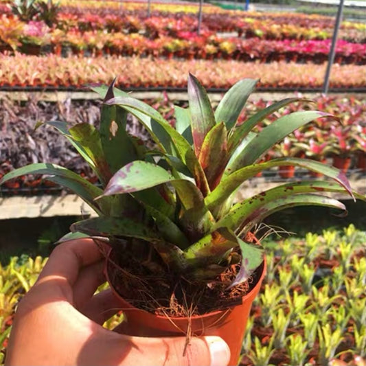 Vriesea Cocotanesil (Bromeliad  Neoregelia)