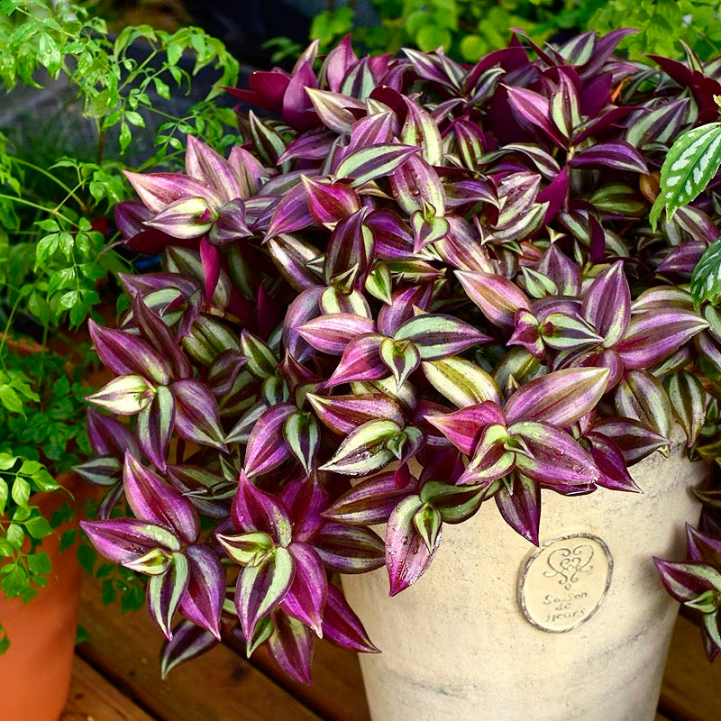 purple tinged plant like snake plant Wandering Jew ( Tradescantia zebrina ' Purple Tinge ' ) for Sale